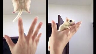 Flew into the hands of the owner