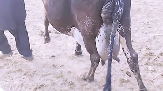 Animal video 7