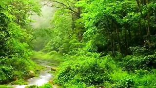 Nature 41