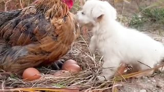 Love of the animals