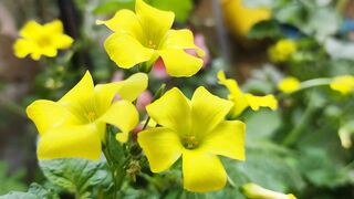 A beautiful yellow rose