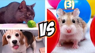 Team HAMSTER vs DOG vs CAT ???????????? Challenges for REAL LIFE PETS, who will win?
