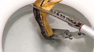 Long python in the toilet ????