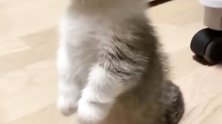 Funnycats 2