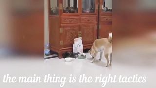 The Most Adorable and Funny Cats & Dogs You've Ever Seen