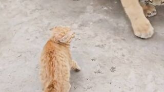 Funny video short 13