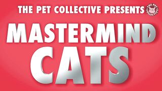 Mastermind Cats / Funny Cat video Compilation 2020