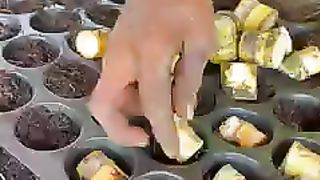 Biggest Sugarcane Nursery in India |9947Asim |