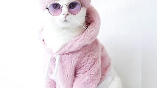 Кошкина мода.