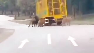 Attack animals
