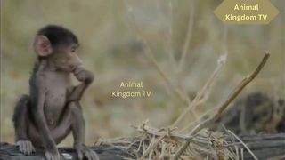 A group of elephants save a baby monkey from being hunted by a leopard - Elephant vs Lion, Rhino, Crocodile