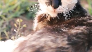 best funniest animal videos 2023???? _ funny cat videos???? _ funny dogs videos???? Ep.2