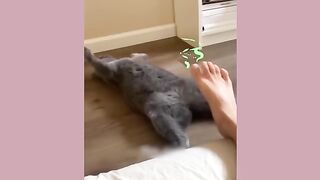 Funny cats and dogs video????