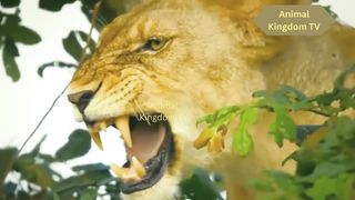 Strange! To save a lost baby wildebeest from a hyena's deadly hunt, a lioness steps in as a surrogate mother.