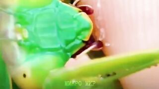 Микро мир