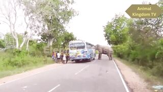 An elephant attacked a bus severely. People tremble in fear.