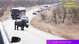 Rhino Congestion Biggest Road Block Ever in Kruger National Park