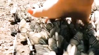 Butterflies 3