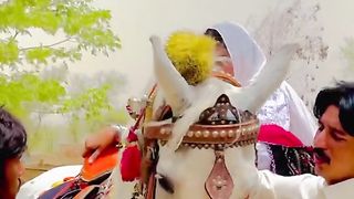 ALIZAI RIDING ON WHITE HORSE.