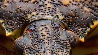 Un insectes