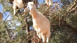 Gang Of Tree Goats In Morocco