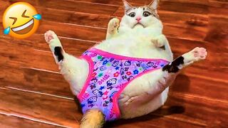 Great animal videos