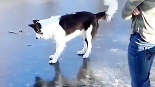 Funny video 612