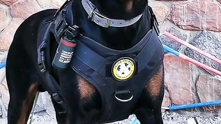 Funny video 613