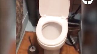 Trop drôle ces chats.????????????
