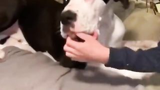 Funniest animal -best of