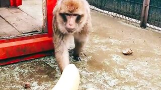 Monkey 9