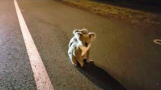 Baby koala with mum 3am on road