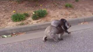 Koala bear mother and baby morning walk