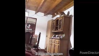 Best of funny cats and dogs memes compilation 2023