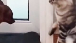 CAT PLAY.