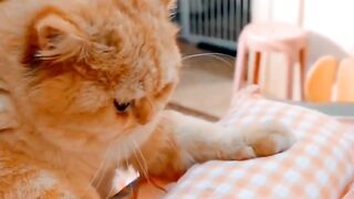 Funny cats daily 2023