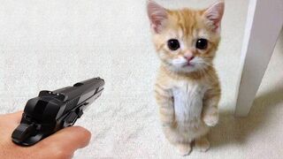 Funniest Animals 2023 Funny Cats and Dogs Videos... p#2 #animals #viral #pet #febspot