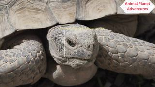 Ultimate Wild Animals Collection