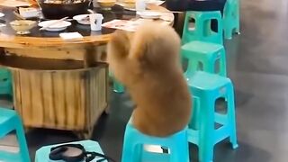 ????Cute puppies #10 cutest Dogs