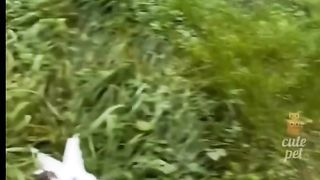 Cute Funny Cats Little Kittens
