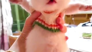 Funny little cute cats 2023