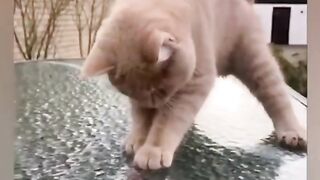 Funny cats attack 2023