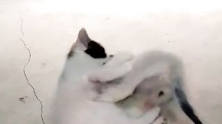 Cute little cats playing 2023
