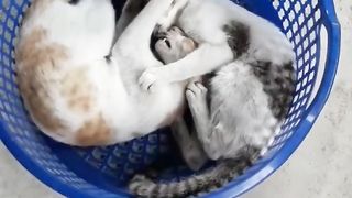 two cats in the basket