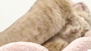 Cute funny cats shorts 2023