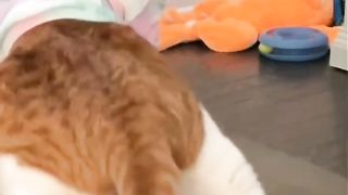 The best funny cat ????????❤❤ compilations of 2023