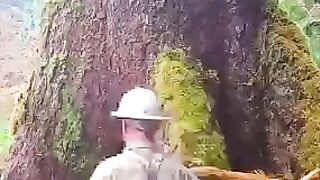 200 Years Old Tree Cutting Unique Techniques???? #smartwork |9947Asim |