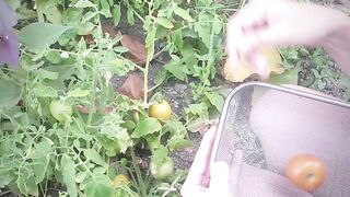 Backyard plant (Mini Garden)