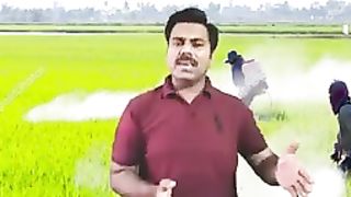 Zinc in rice