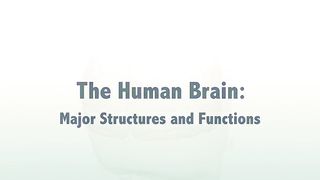 2023 Human Brain Major Structures and their Functions